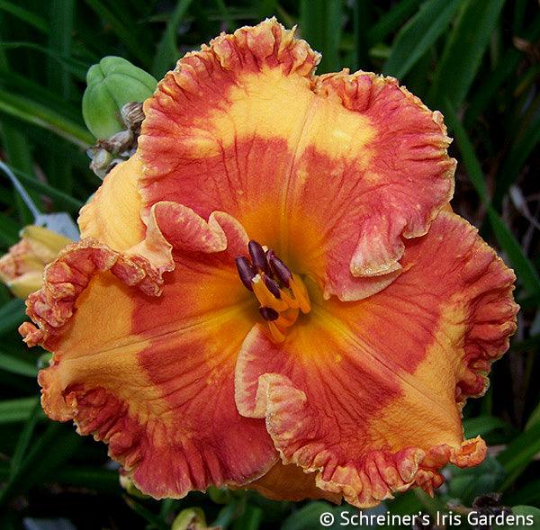 Total Opulence | Spring Daylily Catalog – Schreiner's Gardens