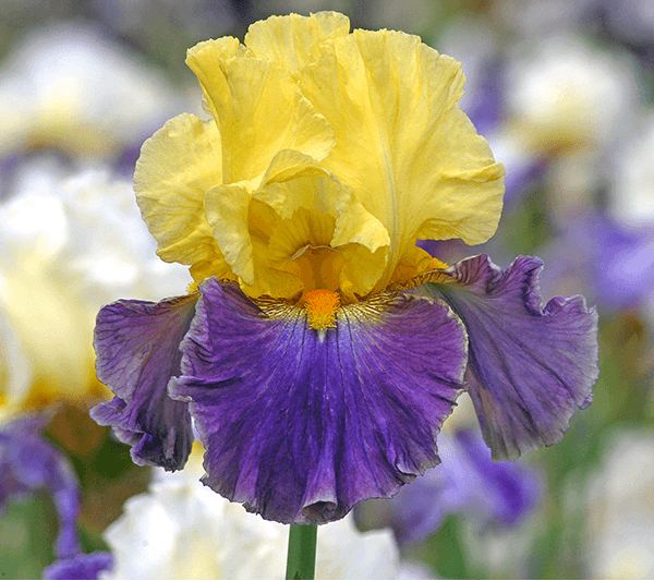 Island Hop | Tall Bearded Iris – Schreiner's Gardens
