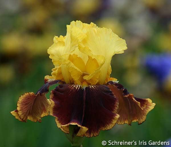 Vintage Charm | Tall Bearded Iris – Schreiner's Gardens
