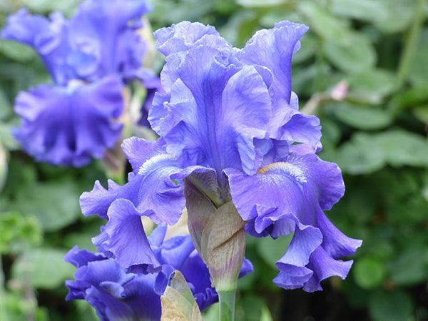 Sea Eagle | Tall Bearded Iris – Schreiner's Gardens