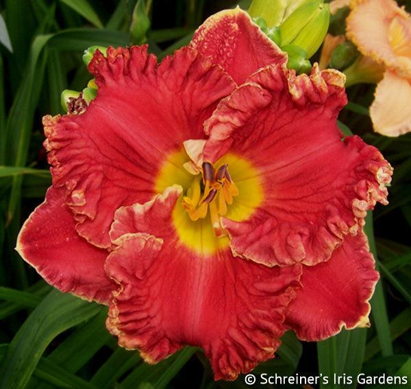 Coming Alive | Maryott Daylilies – Schreiner's Gardens