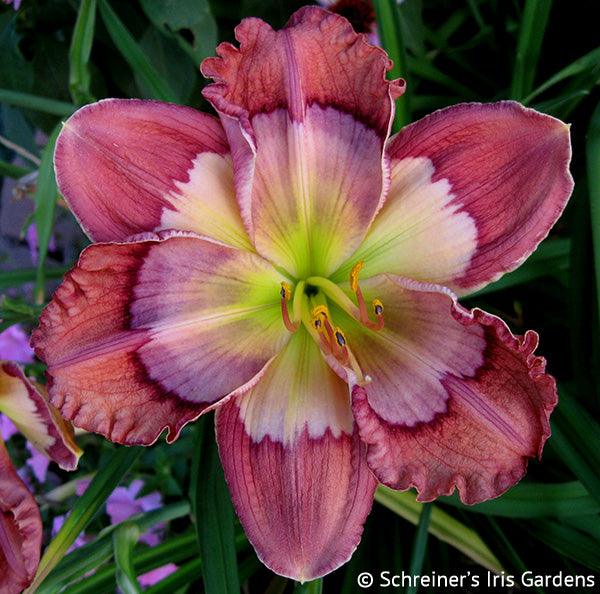 Cosmic Kaleidoscope | Maryott Daylilies – Schreiner's Gardens