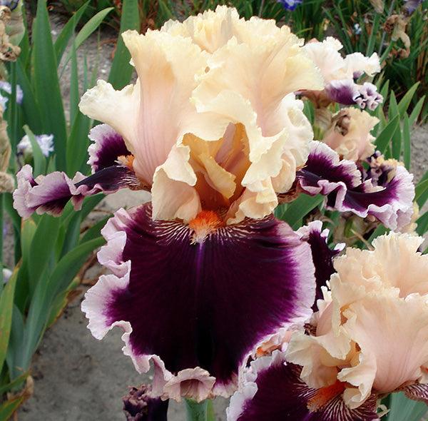 Dazzle | Tall Bearded Iris – Schreiner's Gardens