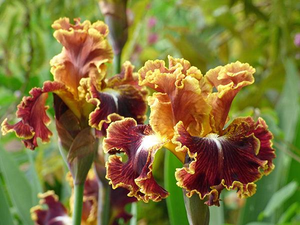 Volcanic Glow | Tall Bearded Iris – Schreiner's Gardens