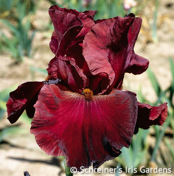 Red Masterpiece Tall Bearded Iris Schreiner's Gardens