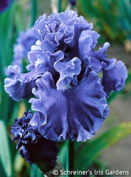 Sea Power | Tall Bearded Iris – Schreiner's Gardens