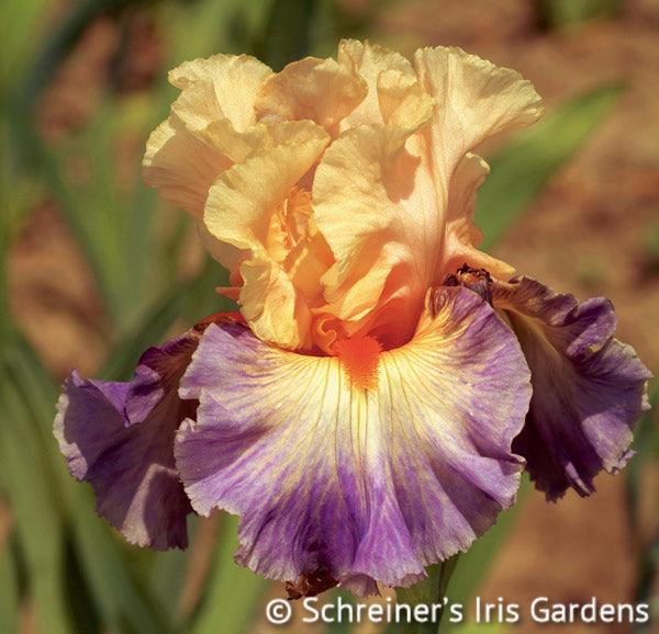 Undercurrent  Tall Bearded Iris – Schreiner's Gardens