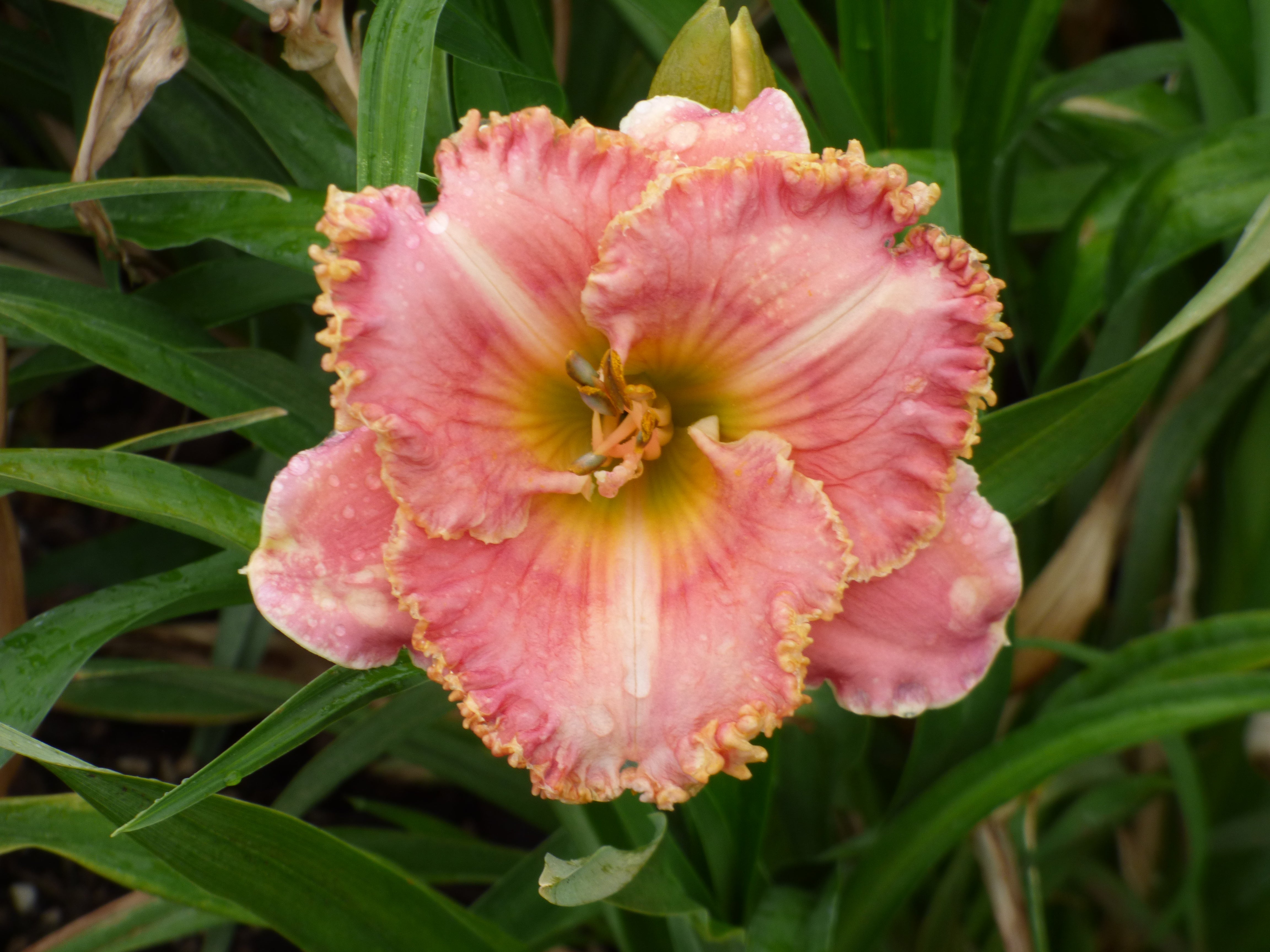 Lily's shop/土日祝はお休み Earn FREE Daylilies – Schreiner's Gardens