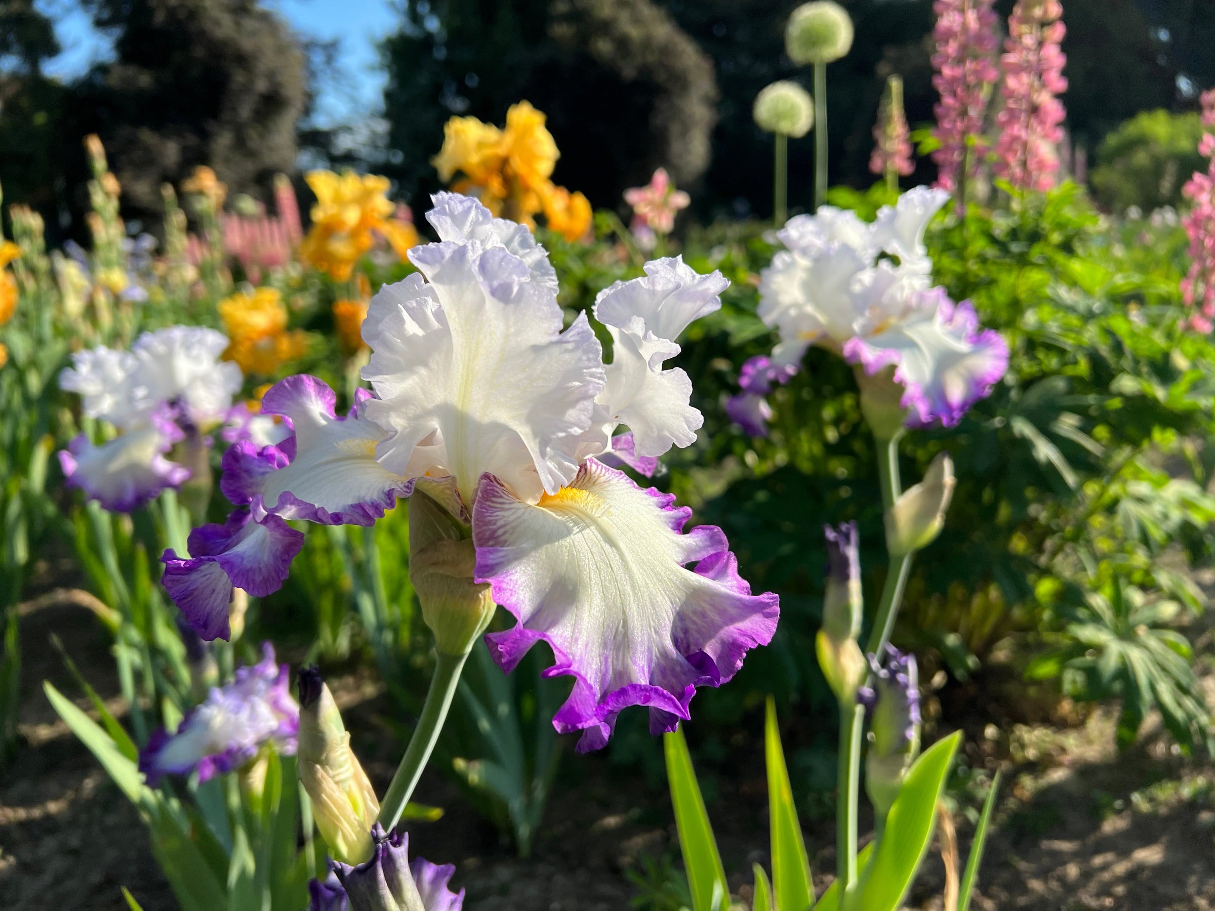 Iris $10 & Under