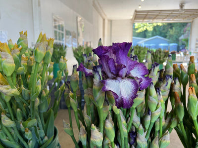 Fresh Cut Iris Bouquets