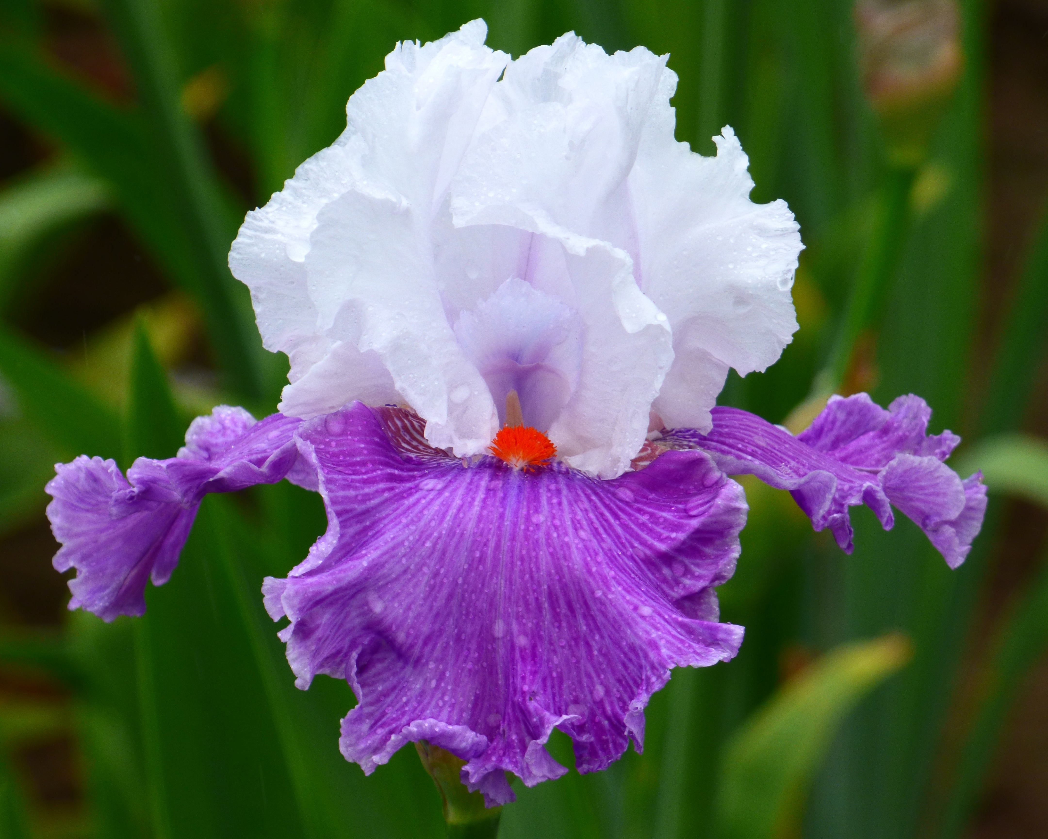 家具 IRIS EIH-1470-B Bearded Iris | Iris Library – Schreiner's Gardens