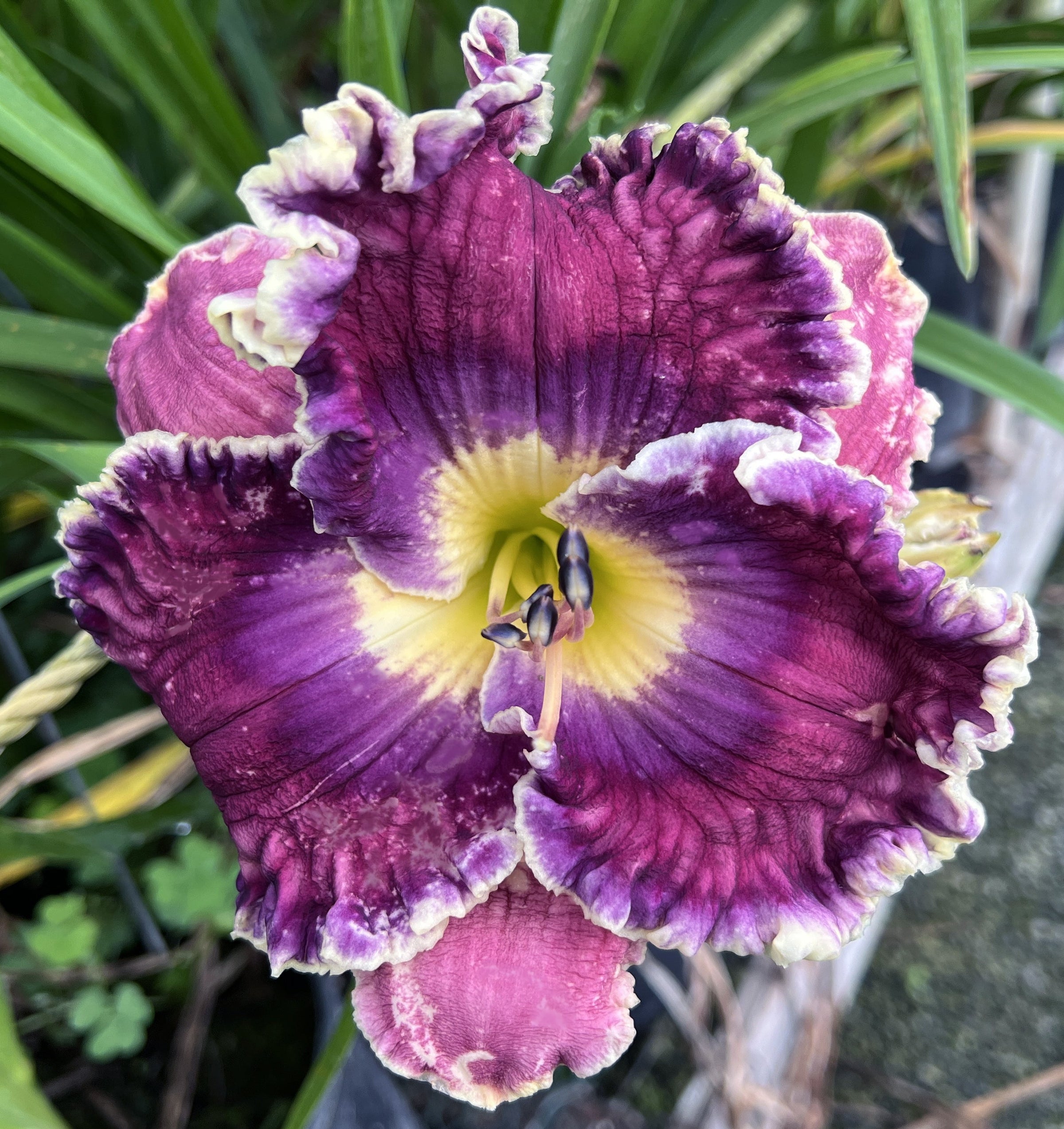 A close-up of a vibrant purple daylily flower with ruffled edges, a yellow center, and green leaves in the background.