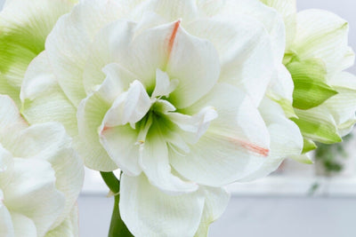 Amaryllis Bulbs For Winter Blooms - Schreiner's Gardens