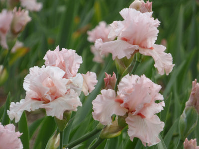 Earn Free Bonus Iris