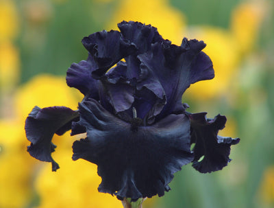 Black Iris - Schreiner's Gardens