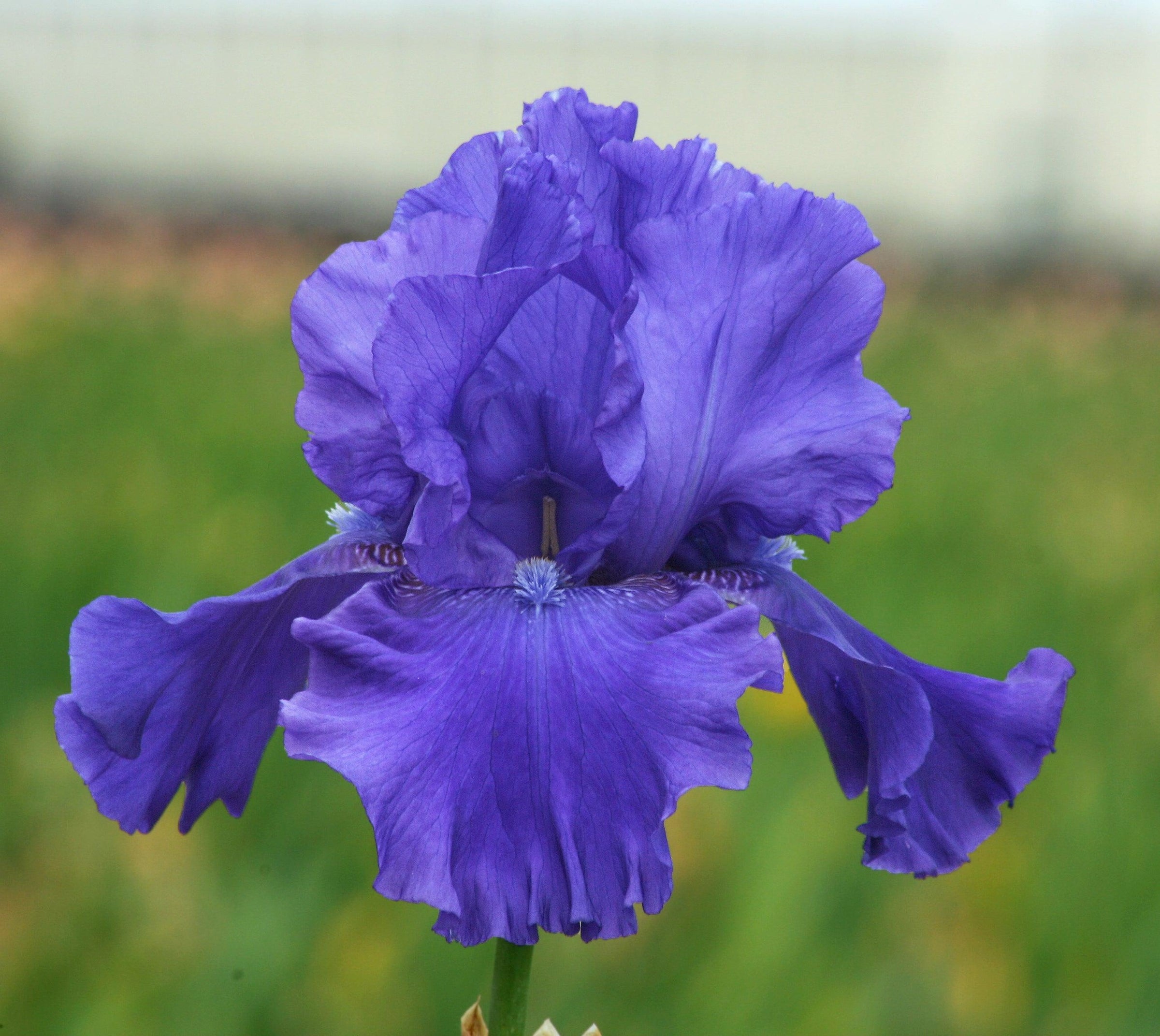 Blue Iris - Schreiner's Gardens