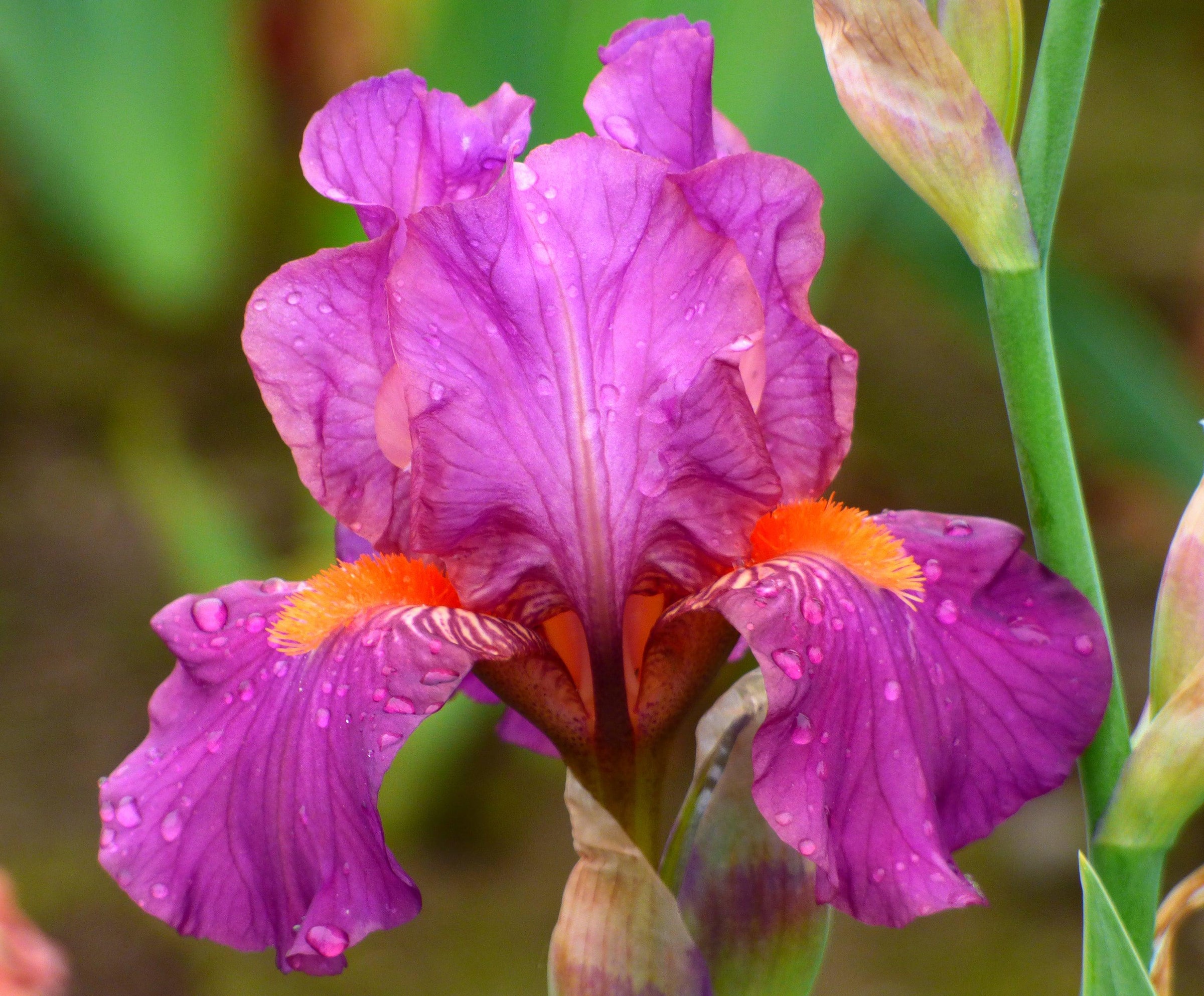 Border & Table Bearded Iris - Schreiner's Gardens