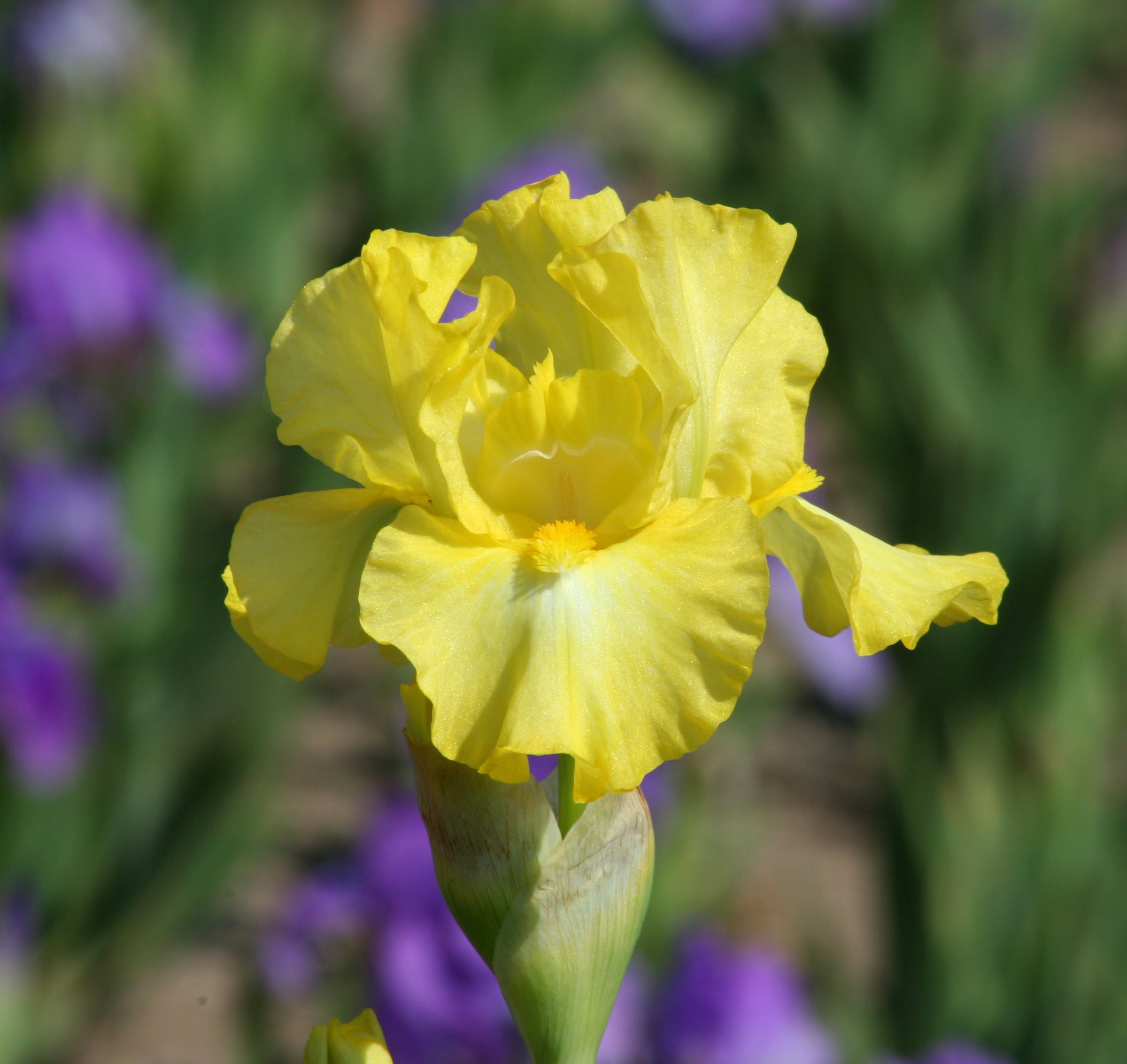 Intermediate Bearded Iris - Schreiner's Gardens