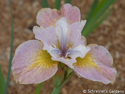 C.6242.1 Sandy River Belle Web