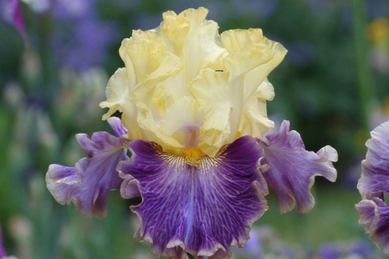 Schreiner's Gardens Shop Schreiner Family Bearded Iris Hybrids Featuring Creola