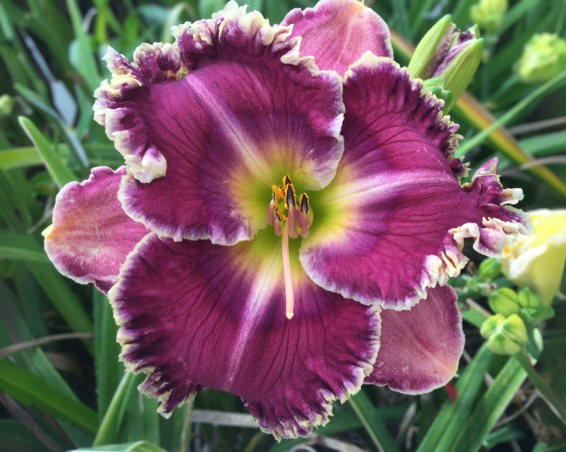 Schreiner's Iris Gardens Growing the finest Iris since 1925