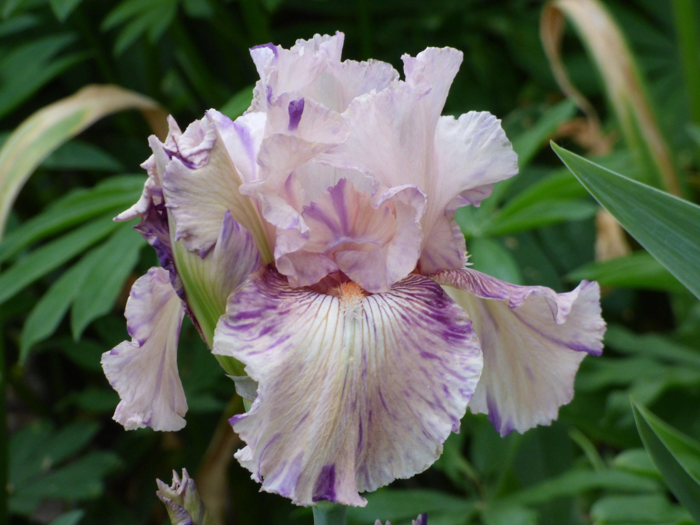 Reblooming Iris - Schreiner's Gardens