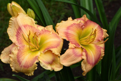 Schreiner's Gardens Shop Reblooming Daylilies Featuring Consequential