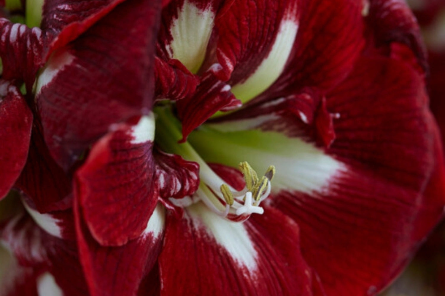 Amaryllis Bulbs For Winter Blooms - Schreiner's Gardens