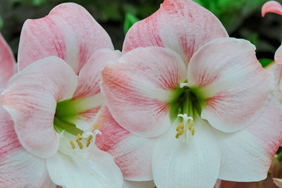 Amaryllis Bulbs For Winter Blooms - Schreiner's Gardens