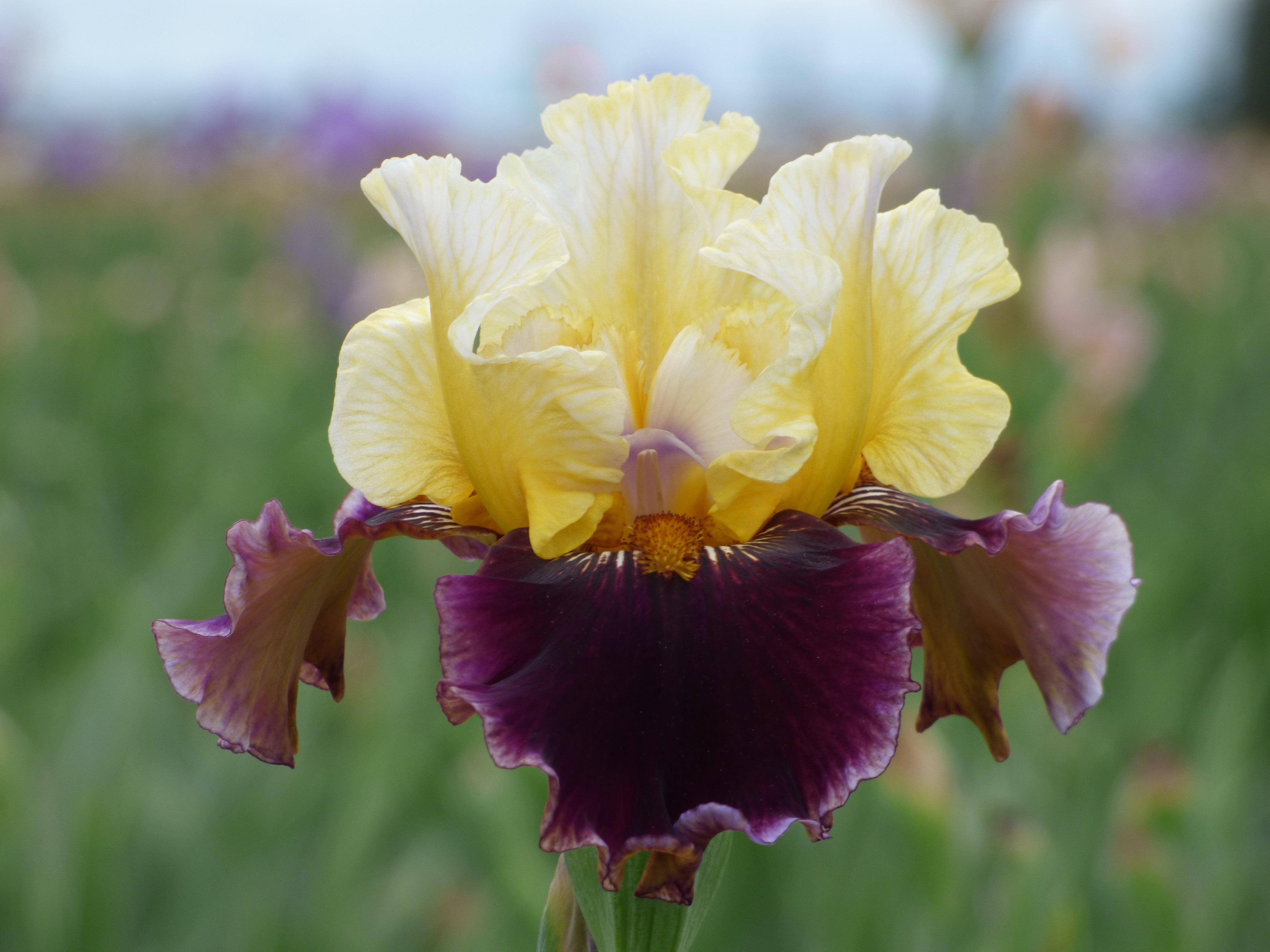 2024 New Schreiner Family Iris Hybrids - Schreiner's Gardens