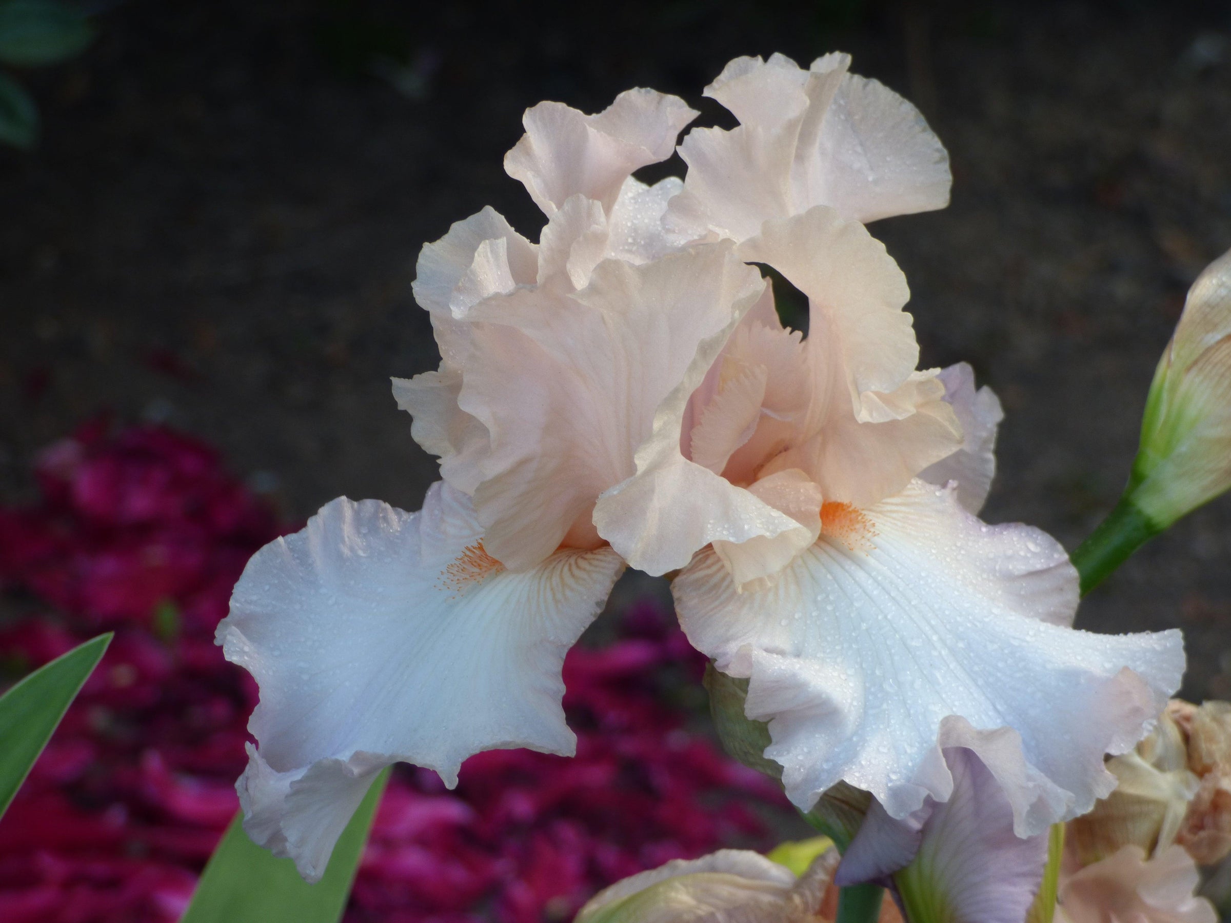 Award Winning Iris - Schreiner's Gardens