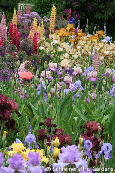 Colorfulgardenweb