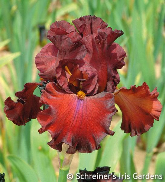 Bearded Iris Colors | Shop Bearded Iris by Color Red Iris – Schreiner's ...