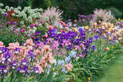 Shop Iris By Height - Schreiner's Gardens