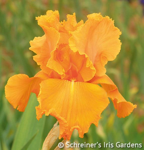 Orangesplash Web1