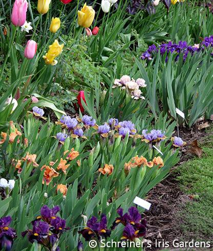 Tiny Tots Iris Collection - Schreiner's Gardens