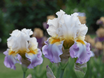 Iris - Schreiner's Gardens