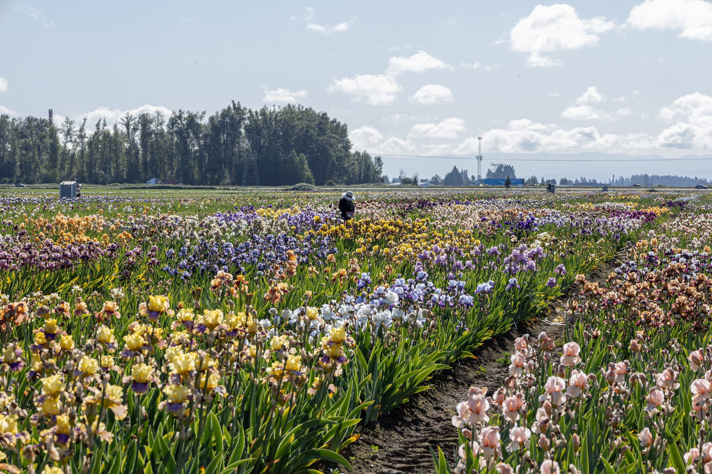 A field of colorful irises in bloom, with rows of yellow, purple, white, and pink flowers stretching towards a distant tree line under a partly cloudy sky.