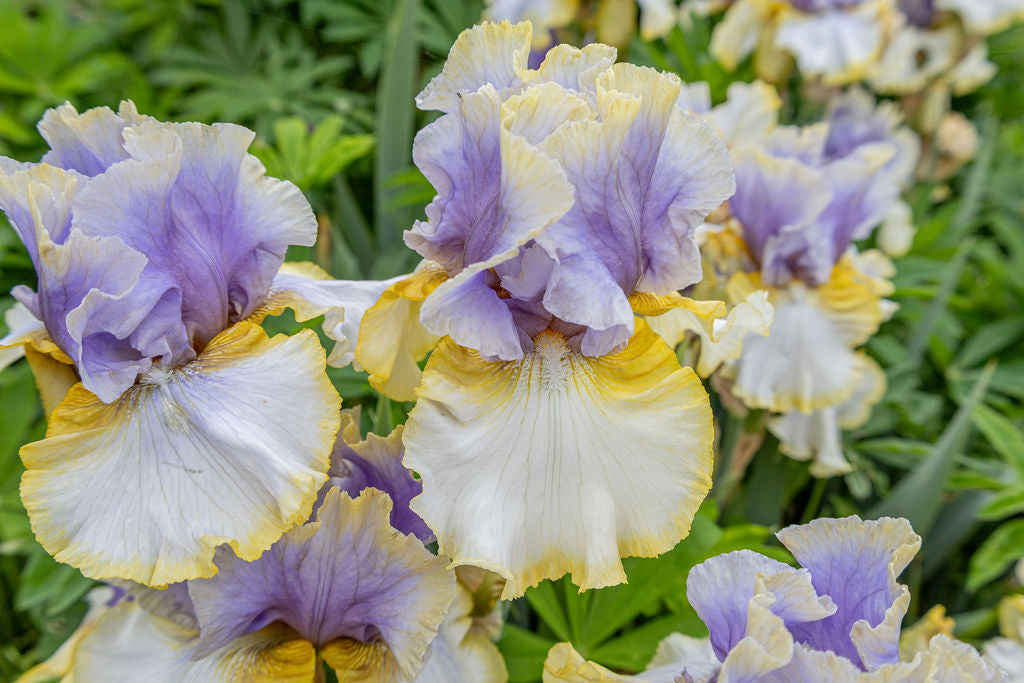 Annual Poster Contest – Schreiner's Gardens