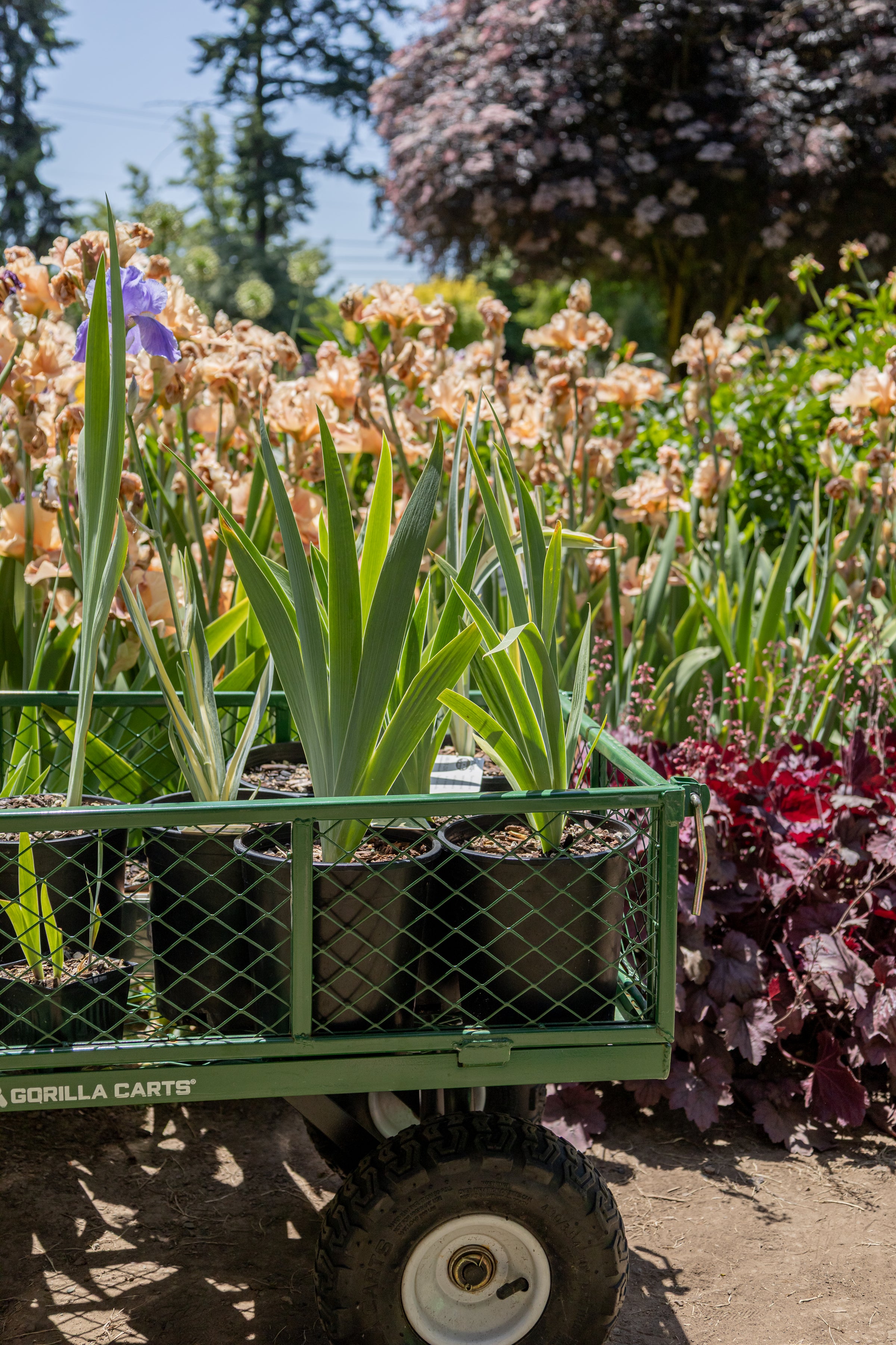 A green garden cart filled with potted plants sits outside on a sunny day, surrounded by blooming flowers and tall leafy plants in a lush garden setting.