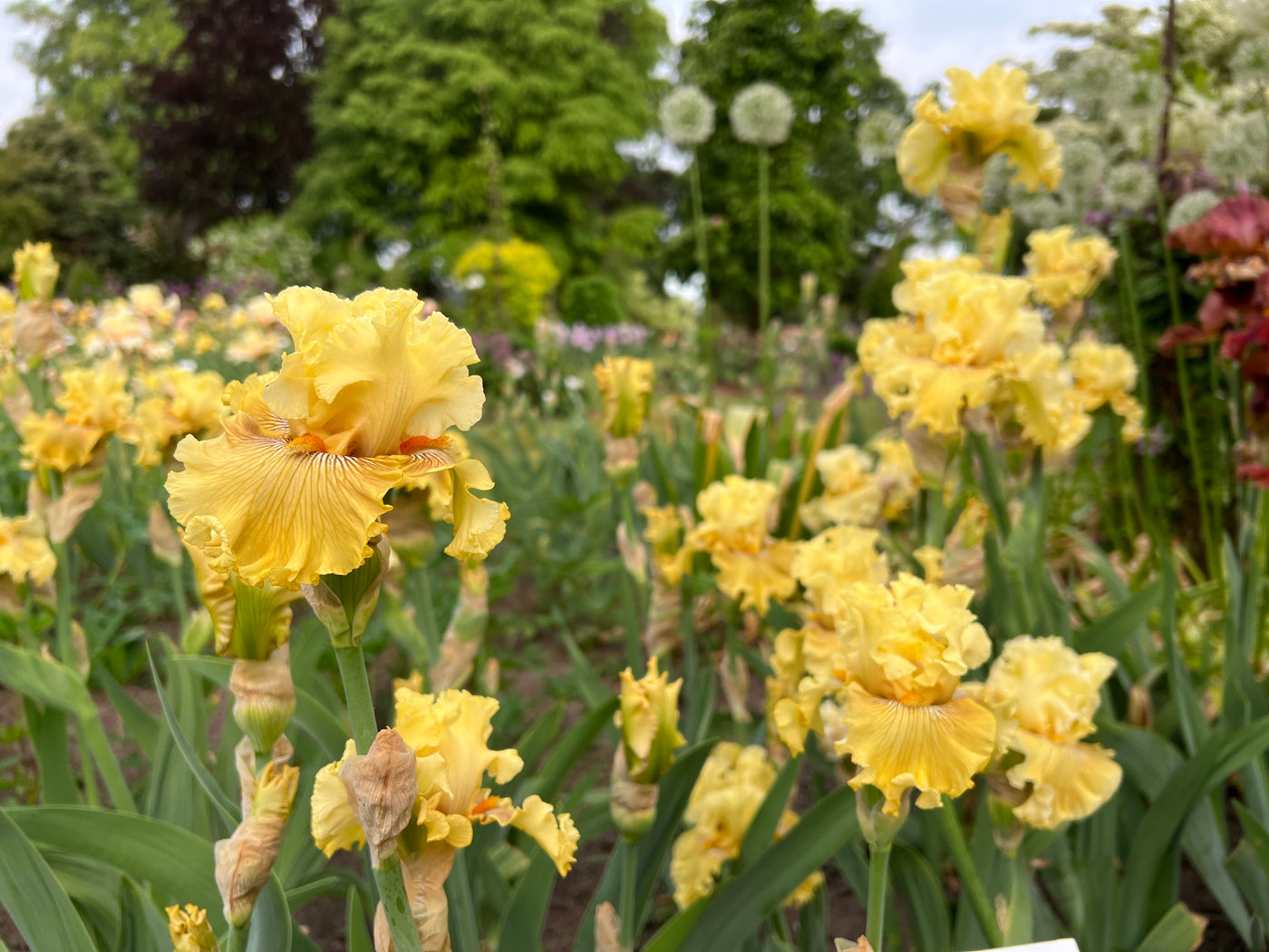 Shadowed Light | Tall Bearded Iris – Schreiner's Gardens