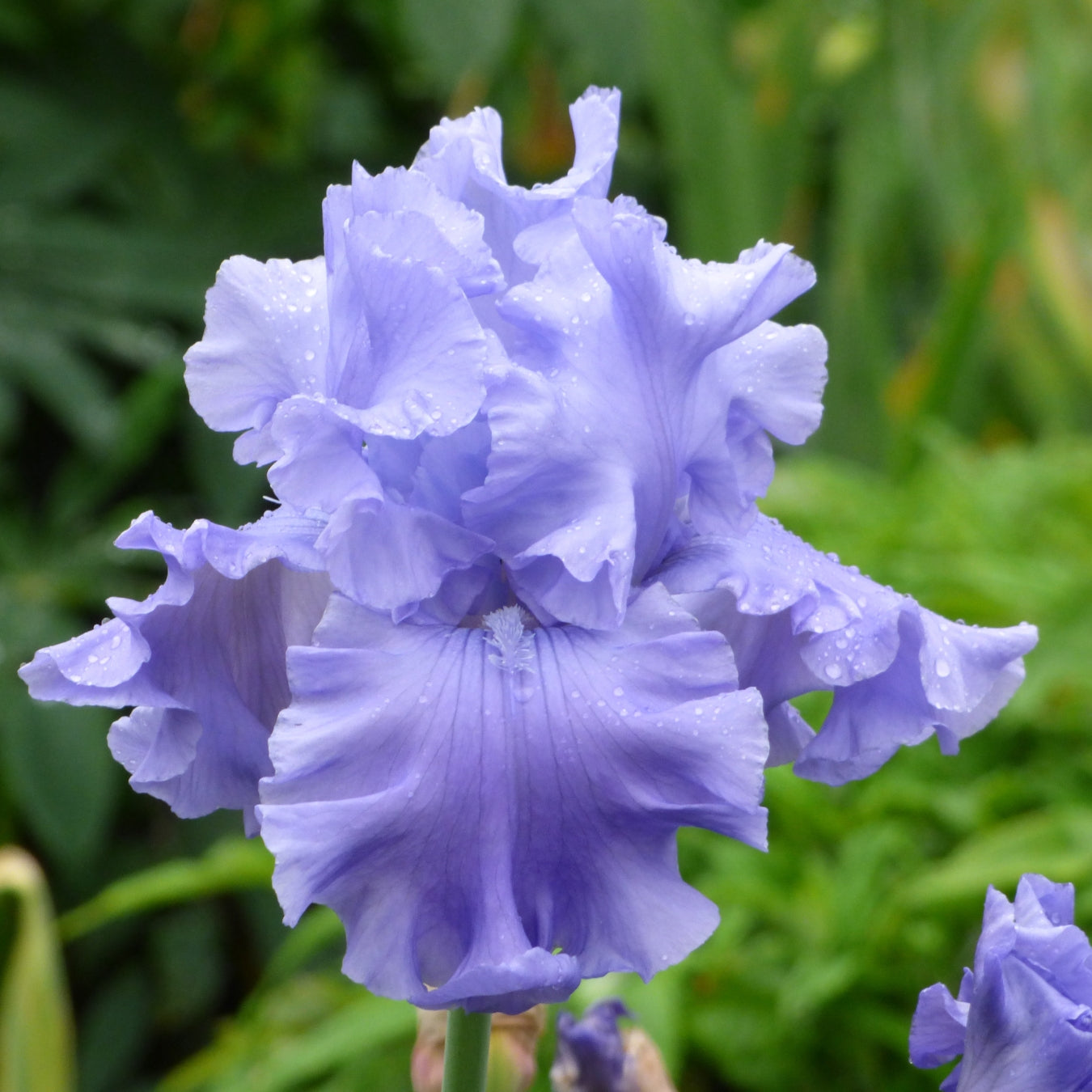 Fresh Cut Iris Stems - Wholesale Mixed Hamper 160 Stems