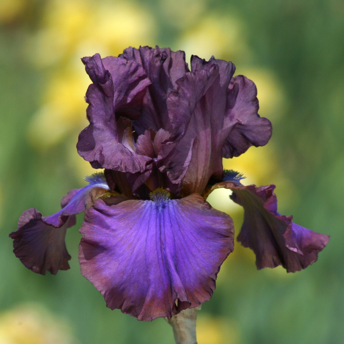 Fresh Cut Iris Stems - Wholesale Mixed Hamper 160 Stems