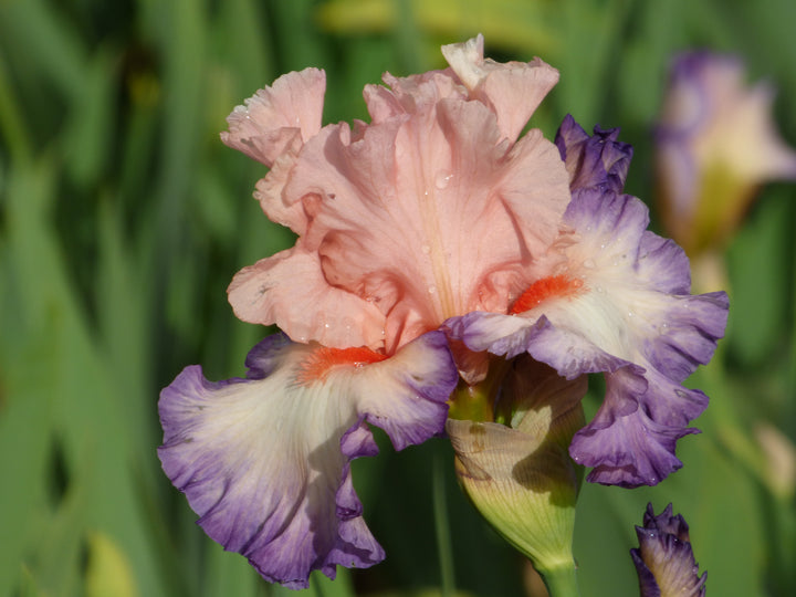 Wonders Of It All – Schreiner's Gardens