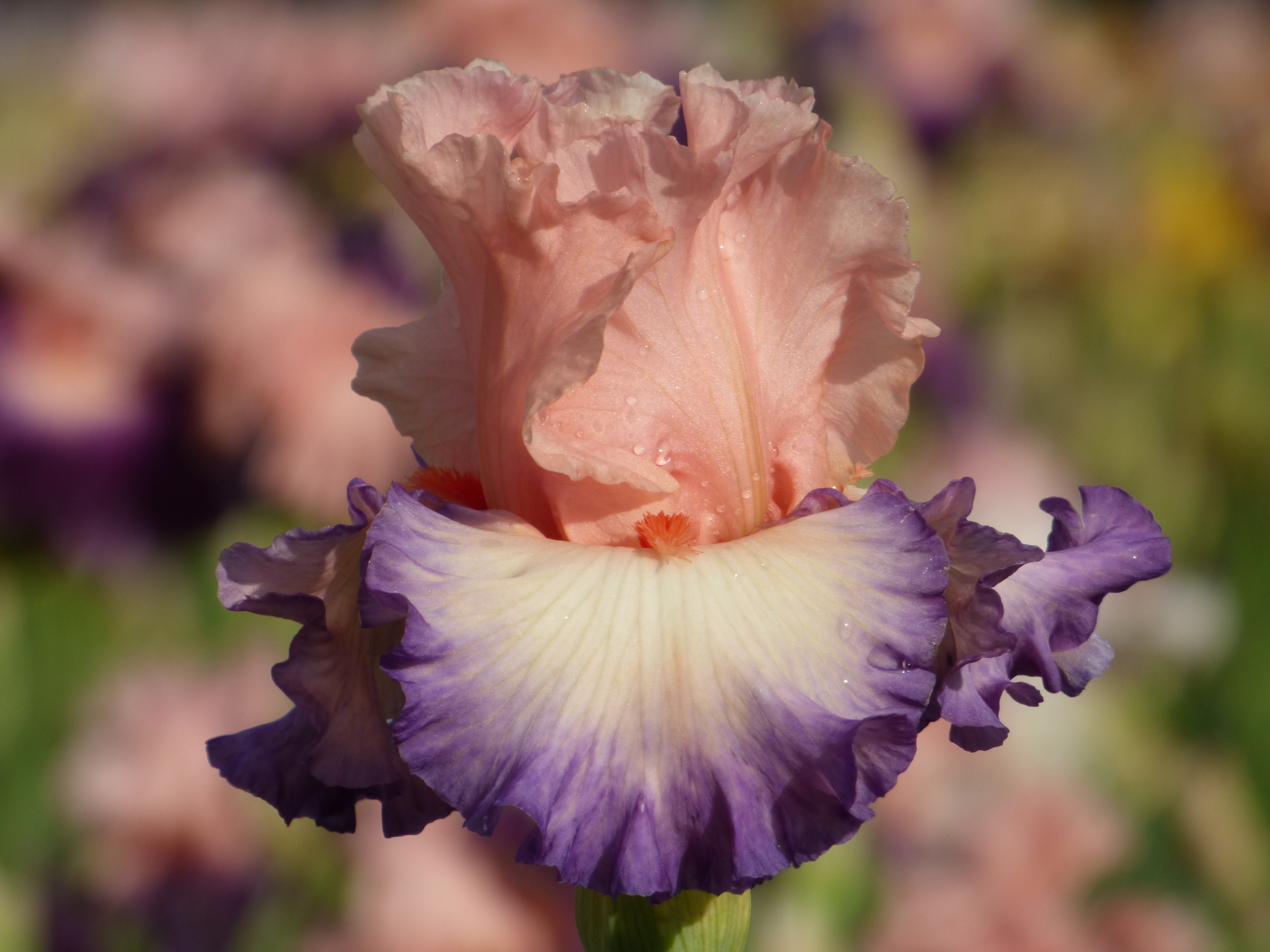 Wonders Of It All – Schreiner's Gardens