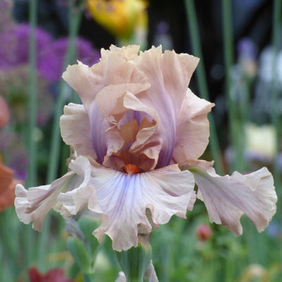 Iris Bouquet- Multi-Color