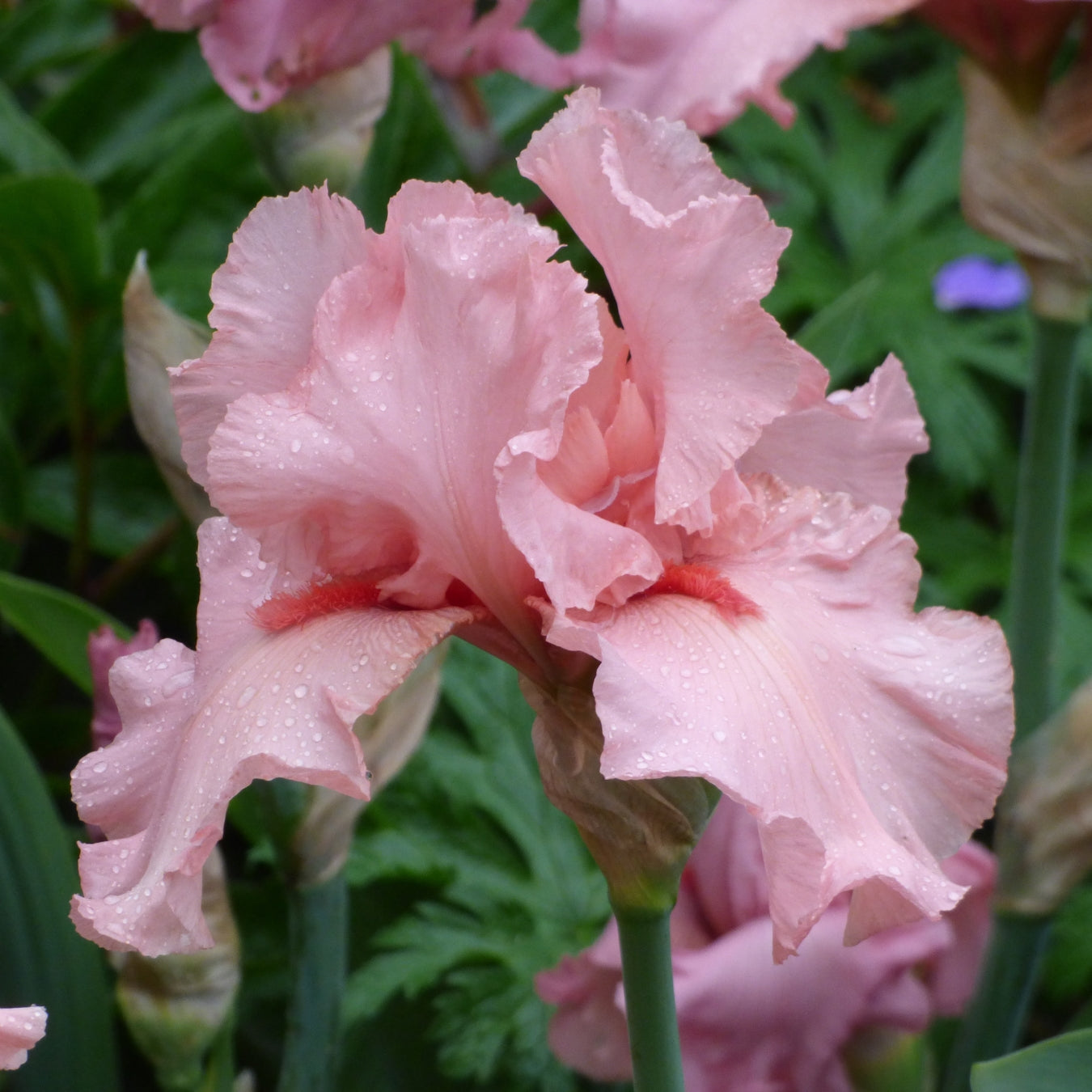 Fresh Cut Iris Stems - Wholesale Mixed Hamper 160 Stems