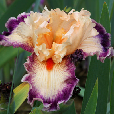 Iris Bouquet- Multi-Color