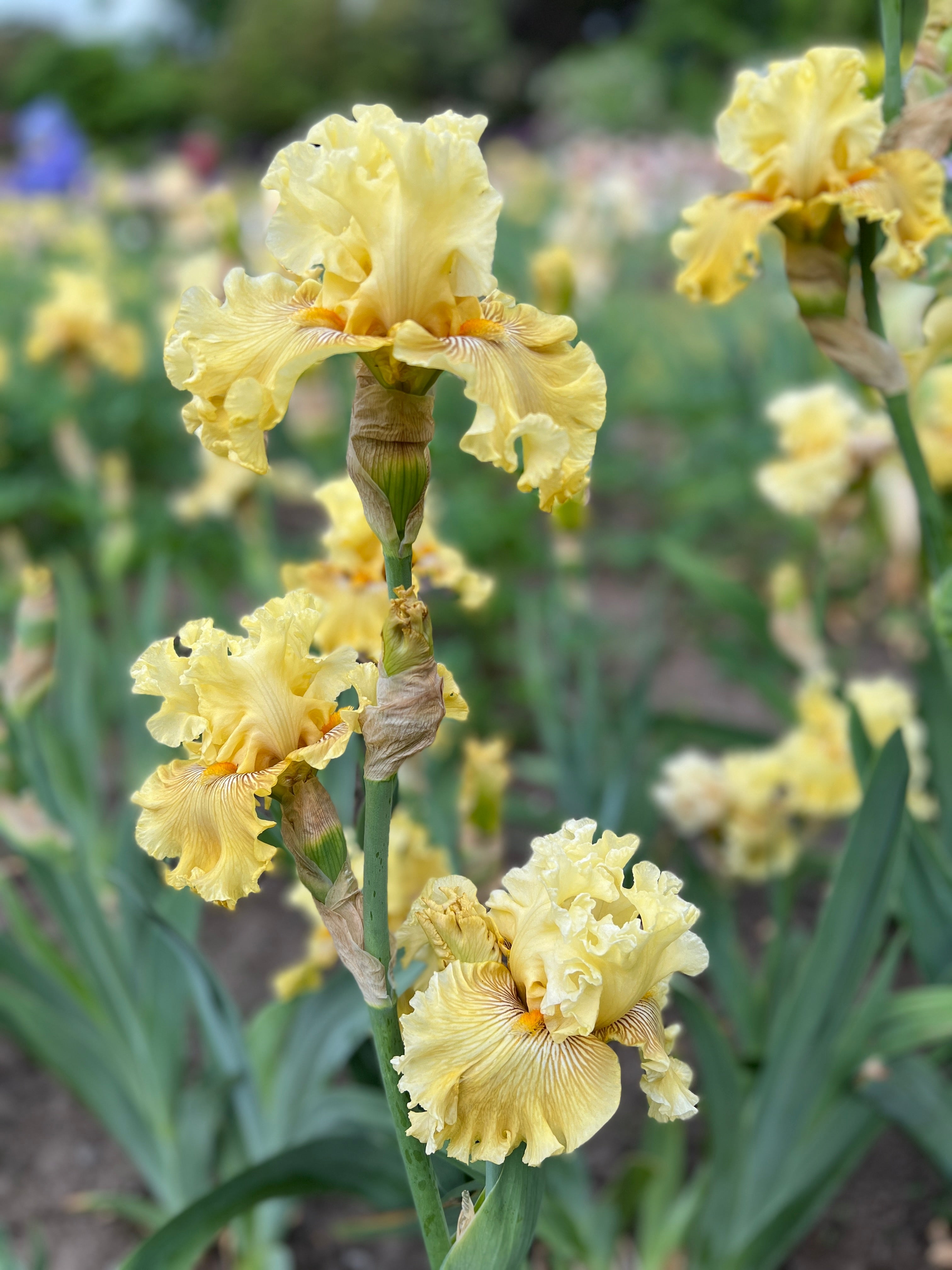 Shadowed Light | Tall Bearded Iris – Schreiner's Gardens