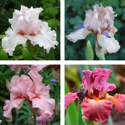 Pink Iris Bouquet